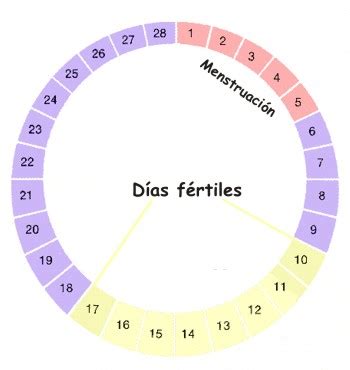 Periodos fértiles del ciclo menstrual, Días fértiles del ciclo ...