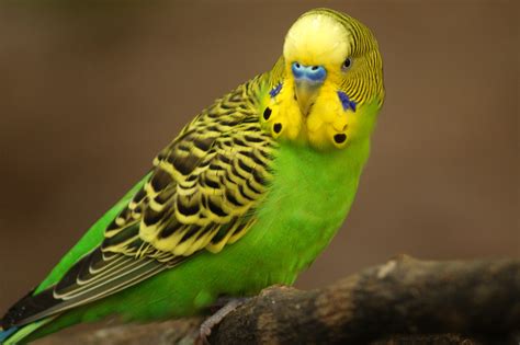 Periquito australiano | Aves Exóticas