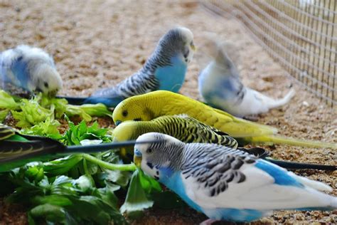 PERIQUITOS AUSTRALIANOS | ¿Qué comen estos pájaros?