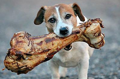 perro con hueso recreativo | Huesos de perro, Perros y ...