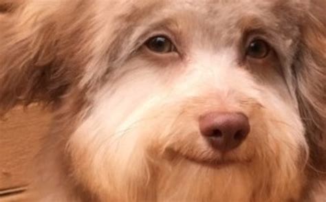Perro se viraliza en redes sociales por tener  rostro ...