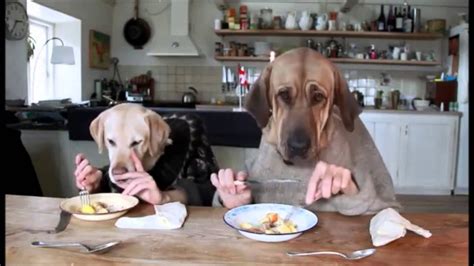 perros comiendo   YouTube