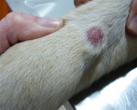 perros y gatos con piel y pelo: Mastocitoma un tumor ...