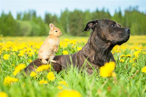 Perros y roedores juntos | zooplus