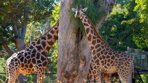 Perth Zoo in Perth, Western Australia | Expedia