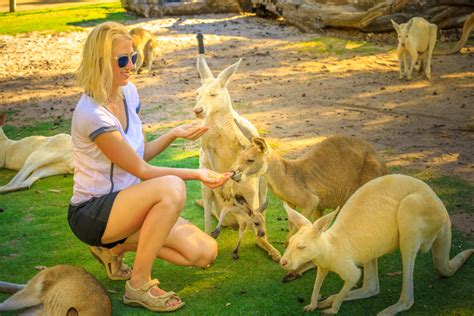 Perth Zoo, Perth: How To Reach, Best Time & Tips