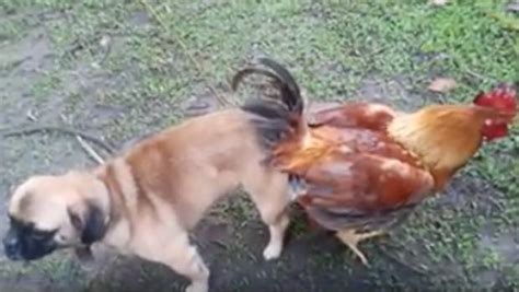 Perturbador video muestra a un perro y gallo pegados ...