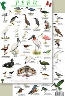 Perú   Aves de zonas costeras y humedales | Perú   Guías de campo ...