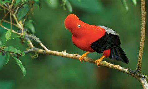 Peru Birding Tours: Amazon Rainforest Birdwatching Tours | National ...