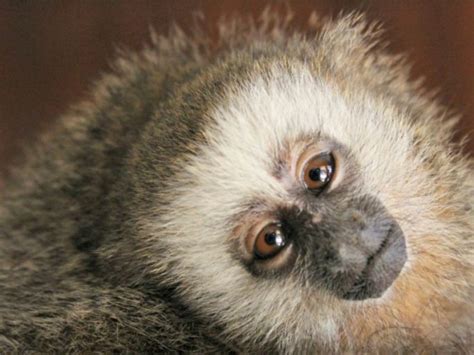 Perú: estas son las diez especies de mamíferos al borde de ...