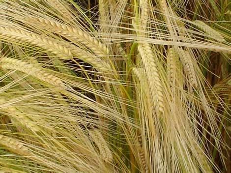 PERU INNOVA: 9 nuevas variedades de cebada