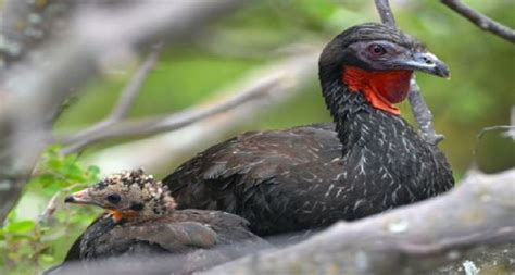Perú ocupa el 4to lugar en especies de aves en peligro de ...