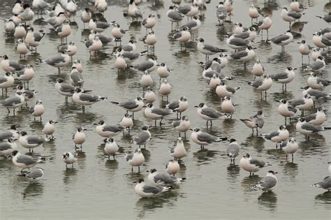 Perú recibe la visita de miles de aves migratorias ...