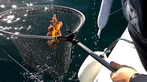 pescare polpi con zampa di gallina   YouTube