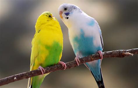 Pet Birds for Sale: Finches, Parakeets, Conures & More ...