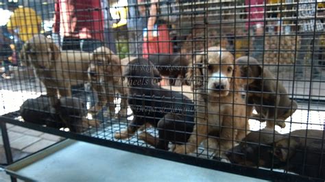 Pet Shops in Mumbai’s Crawford Market  10    Wheels On Our ...