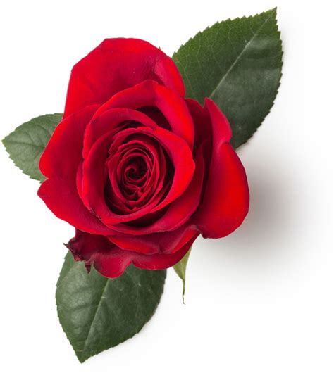 Pétalos de Rosa Roja Seca  Rosa centifolia  | Lush España