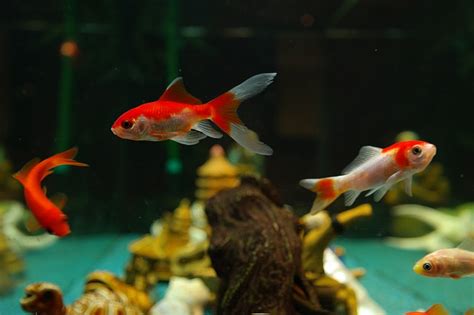 Petco Sued by Iranian Americans Over Goldfish Sales ...