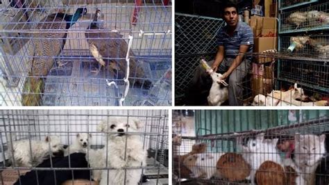Petición · Acabemos YA con la venta de animales en el ...
