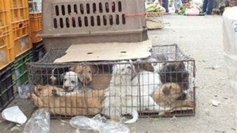 Petición · Controlen y sancionen la venta de Animales que ...
