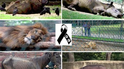 Petición · Justicia para los Animales del Parque Zoológico ...