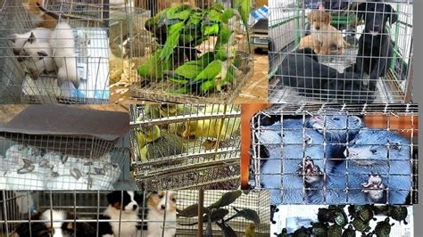 Petición · PROHÍBA LA VENTA DE ANIMALES EN TODAS LAS ...