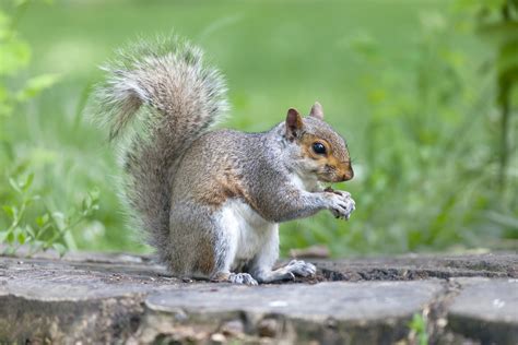 Petition: End the United Kingdom s Grey Squirrel Cull ...