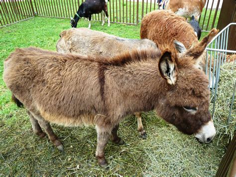 Petting Zoo Animals for Kid Party | Birthday Petting ...