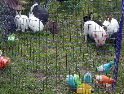 Petting Zoo on Party Rentals
