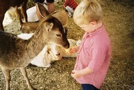 Petting Zoo Rentals for Los Angeles and Orange County ...