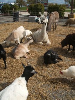 Petting Zoo200 | ChicagoFun.com