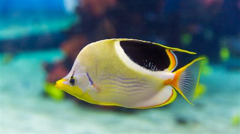 Pez Coral: Cuidados, alimentación, acuarios   GUIA COMPLETA