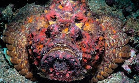 Pez piedra, pez más peligroso del mundo | Underwater creatures ...