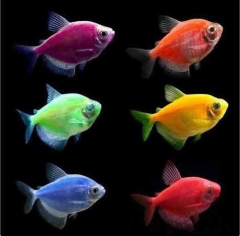Pez Tetra  Monjita  | Tetra fish, Glow fish, Glofish