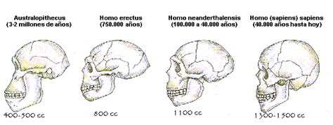 PFN BG: Mandíbula , Cráneo , Rostro y Rasgos Físicos ...