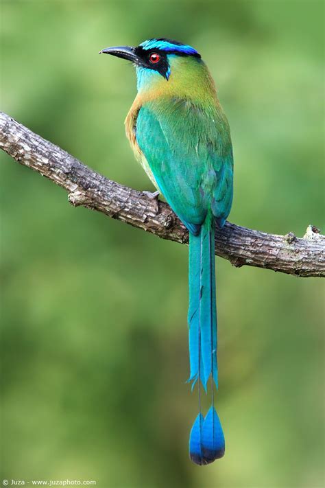 Pharomachrus mocinno  Quetzal  | Pet birds, Tropical birds, Beautiful birds