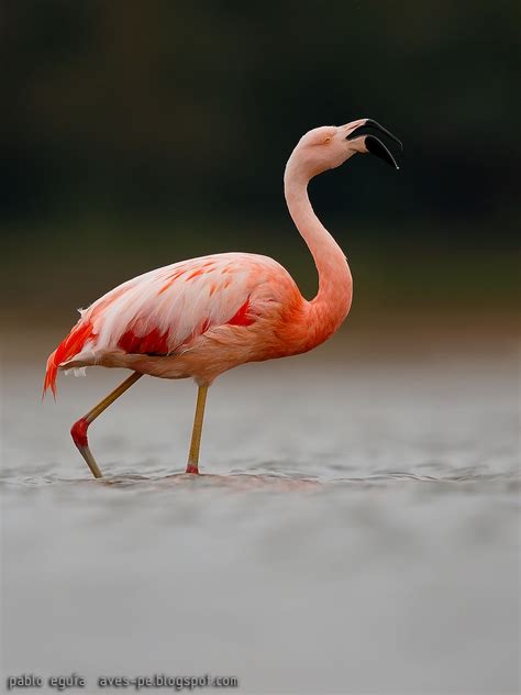 Phoenicopterus chilensis Flamenco Austral Chilean Flamingo ...