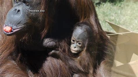 Phoenix Zoo Holds Baby Shower for Orangutan Video   ABC News