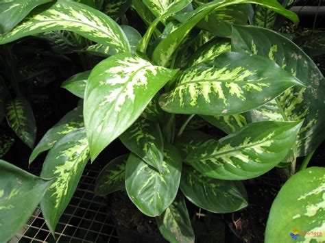 Photo : Dieffenbachia maculata