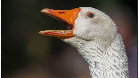 Photo of the day – beware of the goose teeth | JBAY News