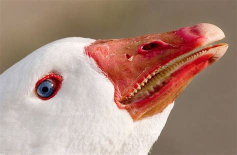 Photobucket: Goose Teeth