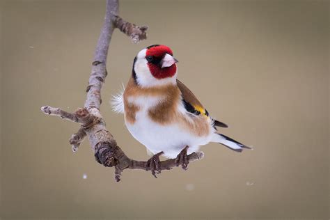 Photograph European goldfinch by Mattias Bergman on 500px ...