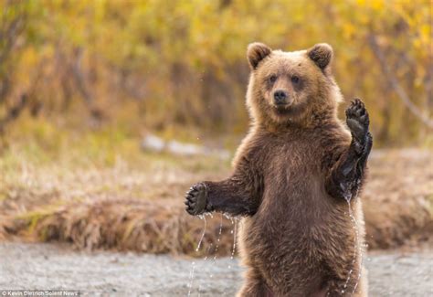 Photographer can BEAR ly believe it as grizzly cub gets up ...