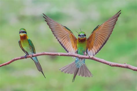 Photographer captures pictures of bee eaters   CGTN