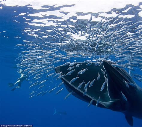 Photographer captures rare moment a Bryde s whale breaches ...
