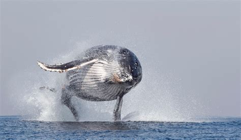 Photographer catches close up of breaching humpback whale