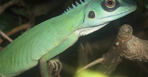 Photography & Me: Green Crested Lizard