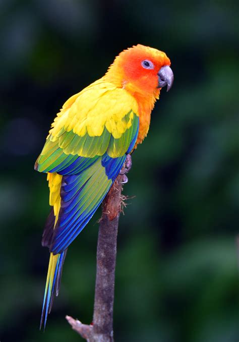 Photos Exotic Birds | Tracts4free