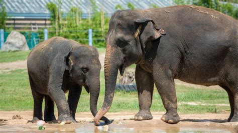 Photos: Houston Zoo elephant will give birth this summer ...