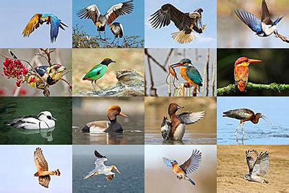 Photos of birds, bird pictures, bird names.